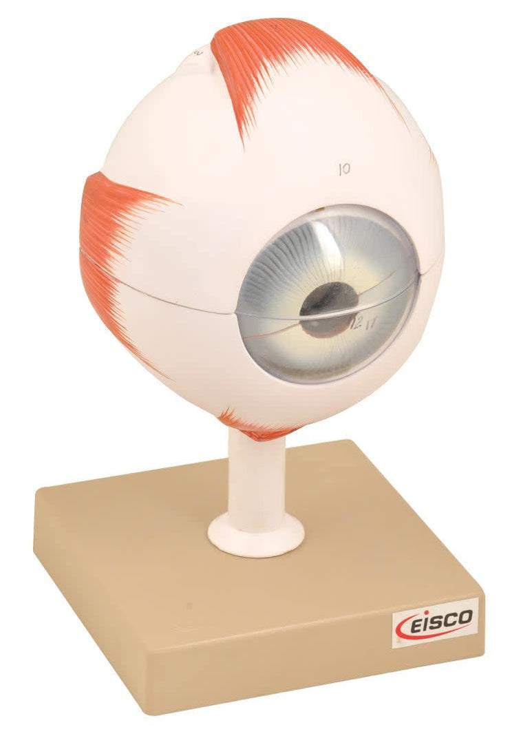 Human Eye Model - Enlarged 5X Life Size - 6 Parts — hBARSCI