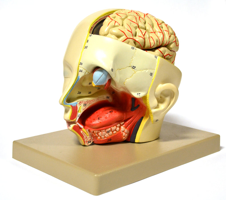 Eisco Labs - Model, Human, Introductory Head Dissection - Removable Half Brain