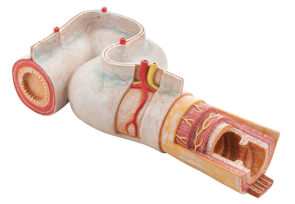 Intestinal Jejunum Section Model