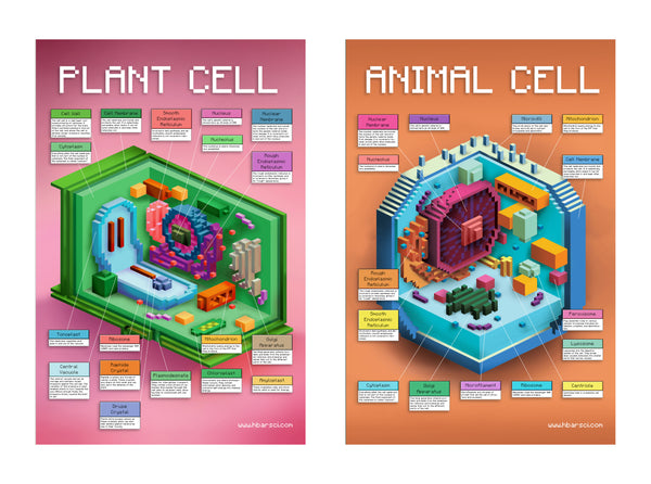 animal cell city model