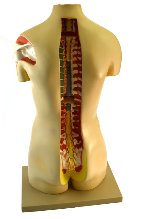 35" Premium Life Size Human Torso, Sexless, 15 Part, Highly Detailed Anatomical Model - Open Back