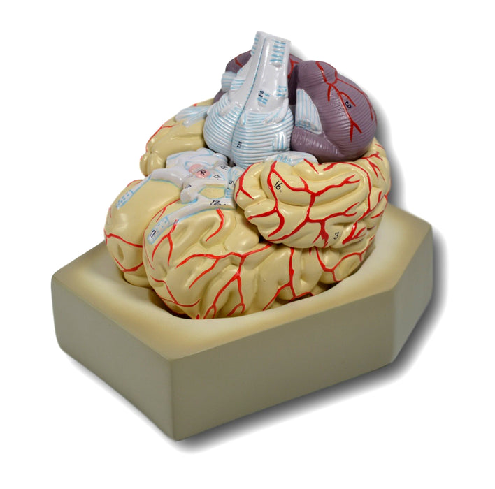 Model Human Brain - 8 parts