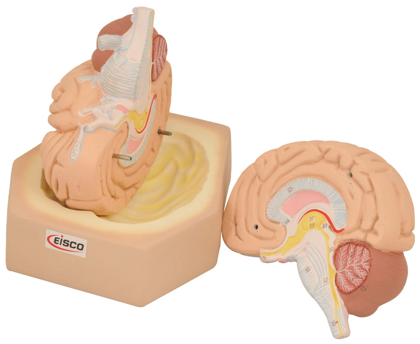 Model Human Brain - 2 parts