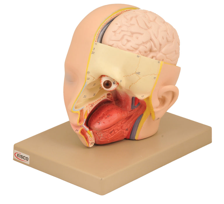 Model Human Head with Brain - 2 parts