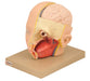 Model Human Head with Brain - 2 parts