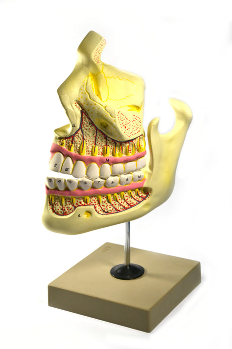 Model Upper & Lower Jaw - 4 times enlarged