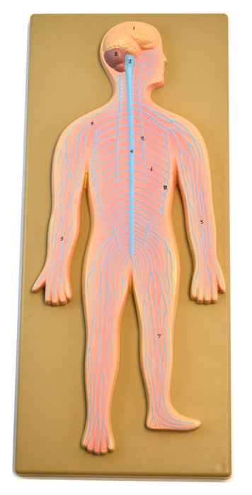 Model Human Nervous System