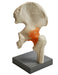 Model Human Hip Joint