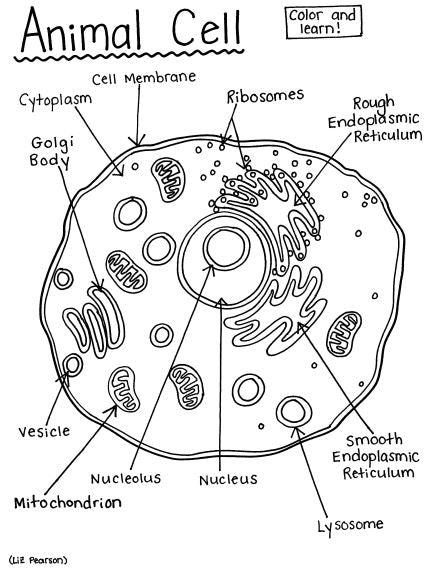 Animal Cell - Printable Coloring Page - Educational & Teaching Resourc ...