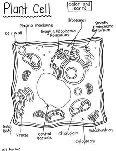 Plant Cell - Printable Coloring Page - Educational & Teaching Resource ...