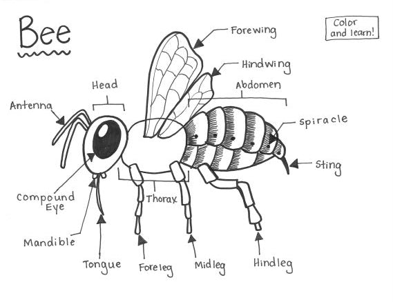 Bee - Printable Coloring Page - Educational & Teaching Resource — hBARSCI