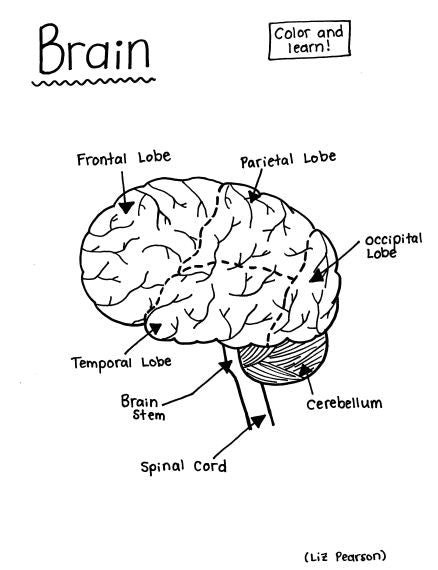 Brain - Printable Coloring Page - Educational & Teaching Resource — hBARSCI