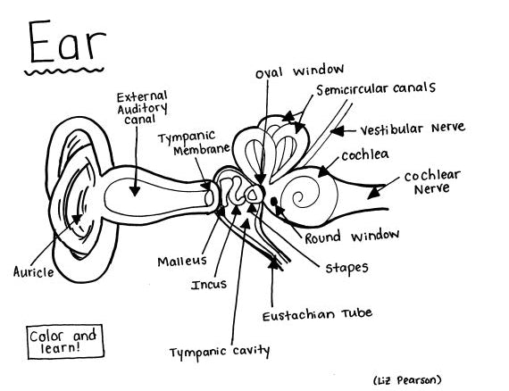 Ear - Printable Coloring Page - Educational & Teaching Resource — hBARSCI