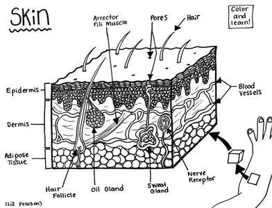 Skin - Printable Coloring Page - Educational & Teaching Resource — hBARSCI