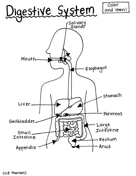 Digestive System - Printable Coloring Page - Educational & Teaching Re ...