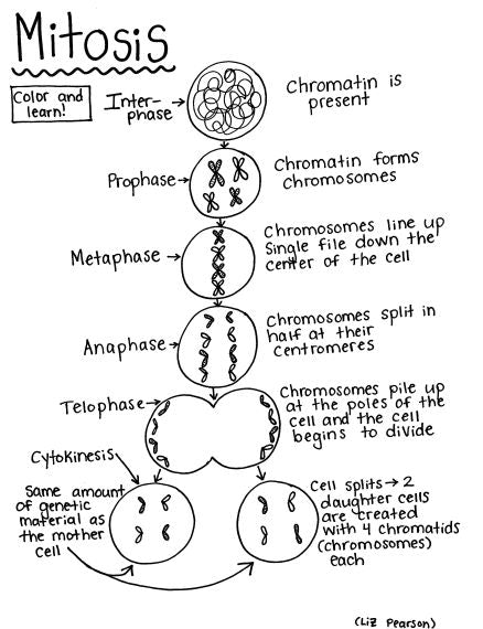 meiosis diagram for kids