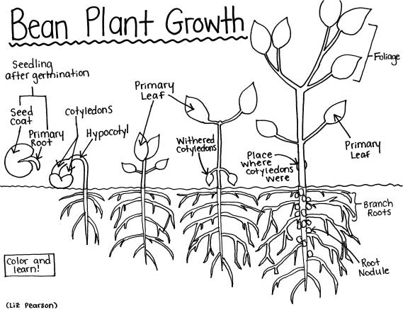 bean plant diagram