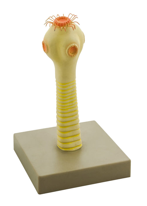 Pork Tapeworm Head Model, 9 Inch - Mounted