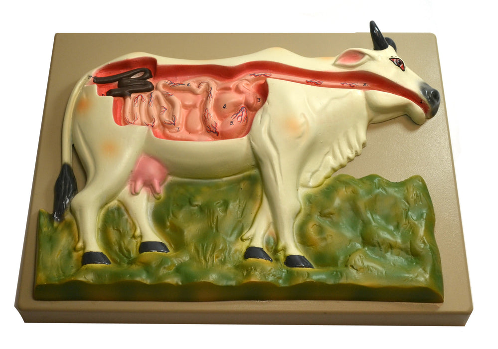 Cow Digestive System Model, 14 Inch - Mounted