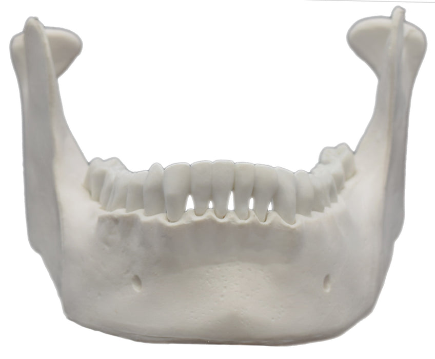 Mandible Bone Model - Anatomically Accurate, Detailed Human Bone Replica