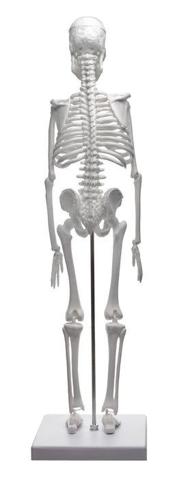 Human Skeleton Model, 18" - Miniature - With Stand