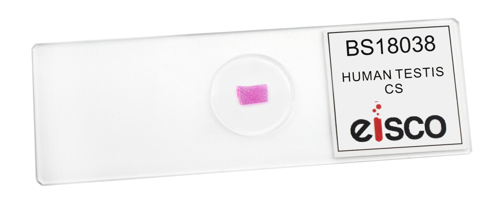 Human Testi - Cross Section - Prepared Microscope Slide