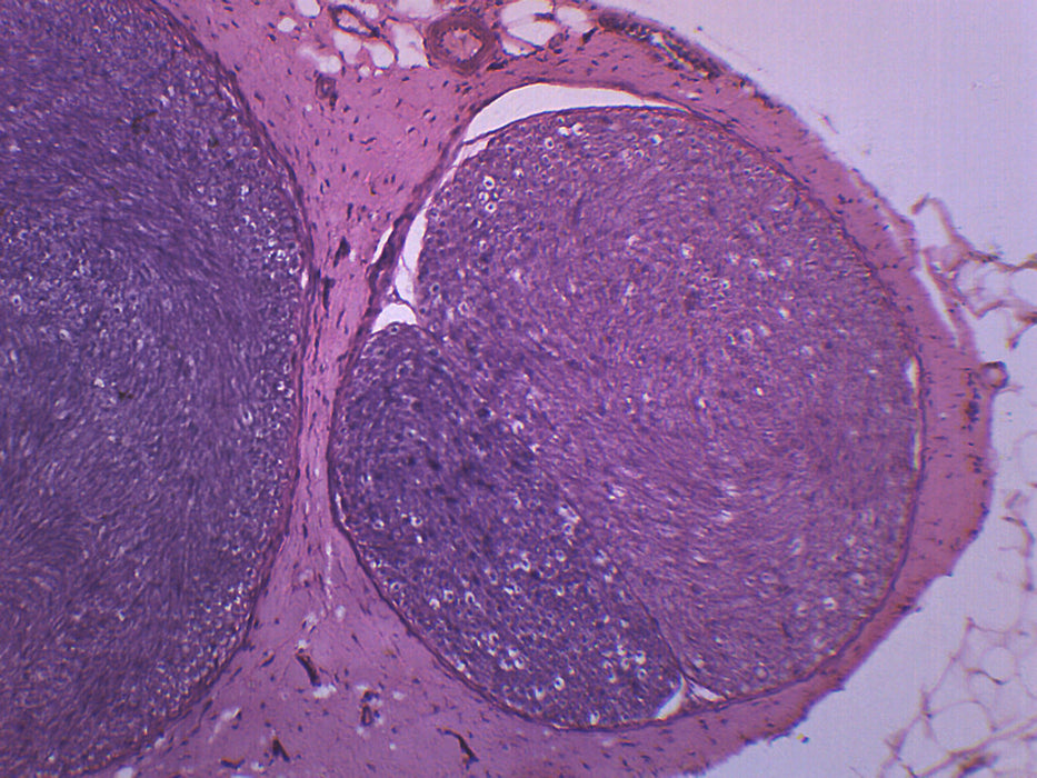 Peripheral Nerve, Mammal - Prepared Microscope Slide