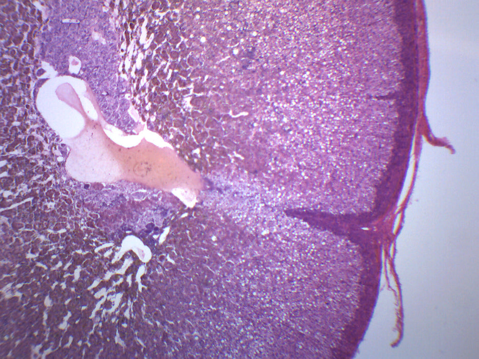 Adrenal Gland - Prepared Microscope Slide