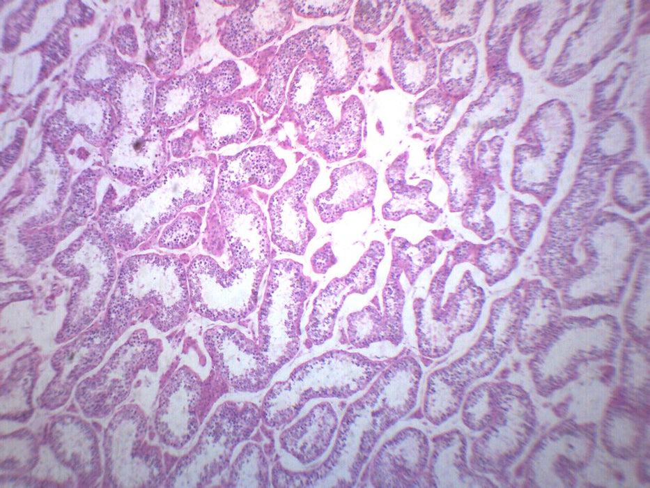 Human Testi - Cross Section - Prepared Microscope Slide