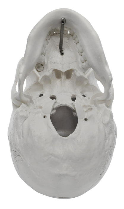 Human Adult Skull Anatomical Model, 3 Part