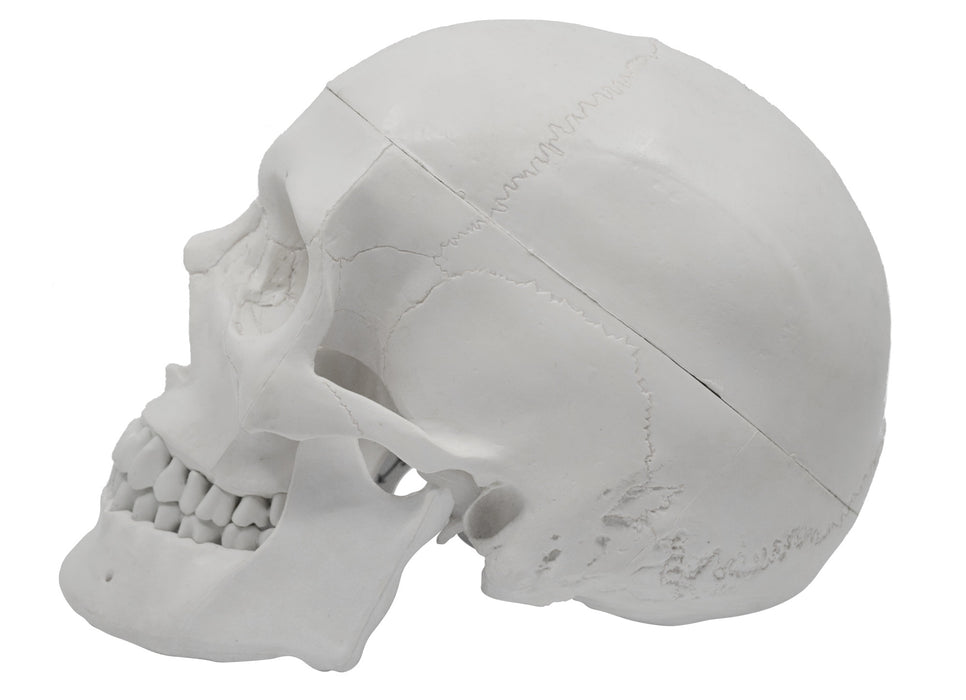 Human Adult Skull Anatomical Model, 3 Part