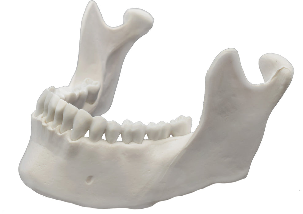 Mandible Bone Model - Anatomically Accurate, Detailed Human Bone Replica