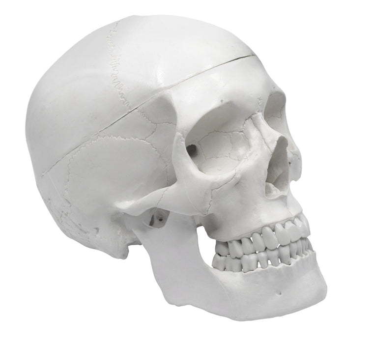 Human Adult Skull Anatomical Model, 3 Part