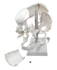 Beauchene Skull Model - 13 Parts - Life Size - HBARSCI