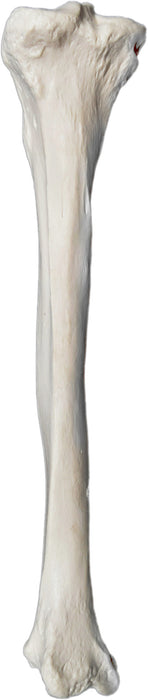 Tibia Bone - Left - Anatomically Accurate, Detailed Human Bone Replica