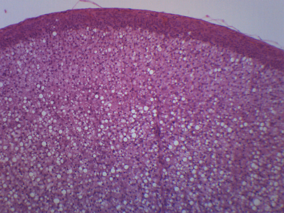 Adrenal Gland - Prepared Microscope Slide