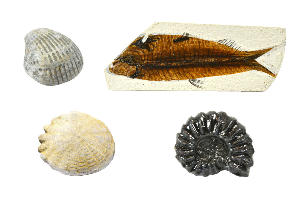 Set of 4 Fossil Replicas - Ammonite, Hardouinia, Bivalve & Fish