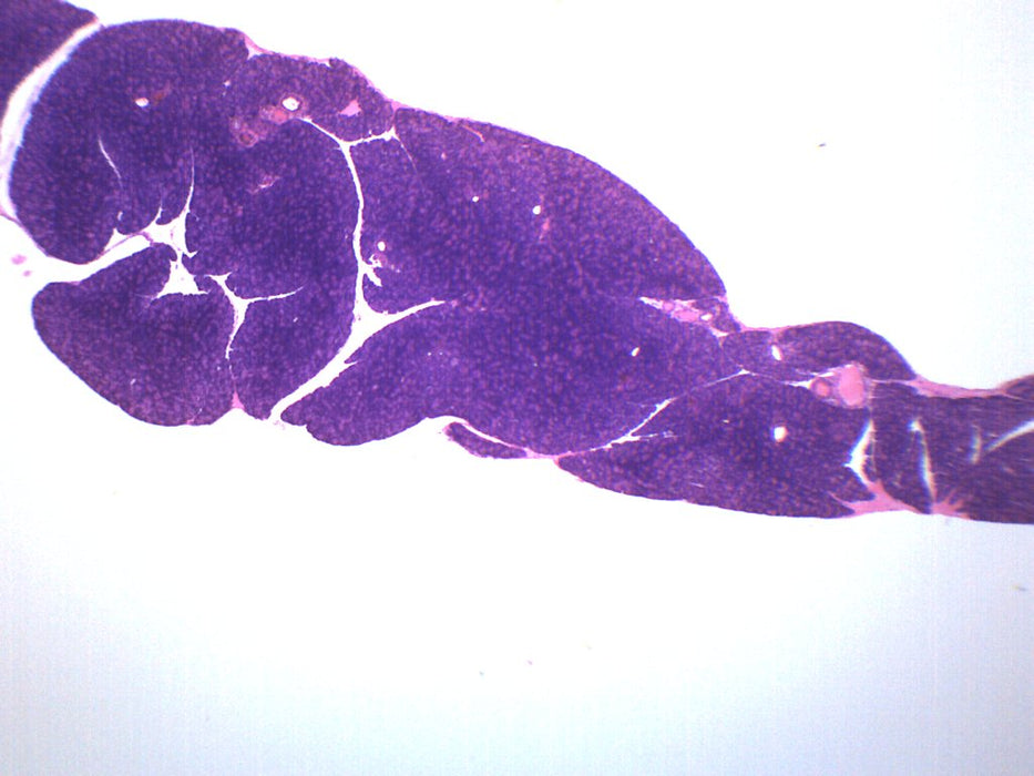 Pancreas, Tissue Section - Prepared Microscope Slide