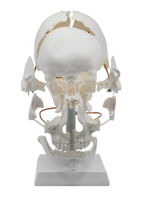 beauchene skull front