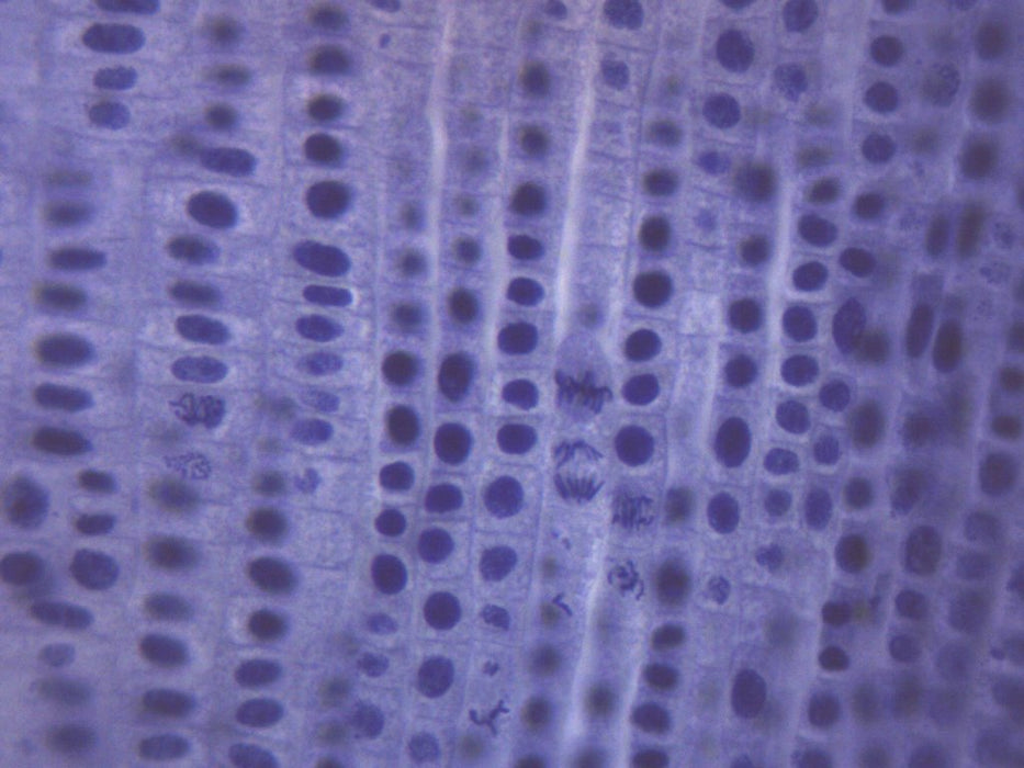 Allium Root Tips, Mitosis - Prepared Microscope Slide