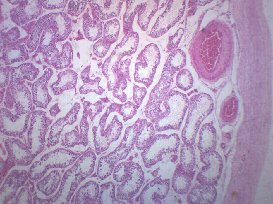 Human Testi - Cross Section - Prepared Microscope Slide