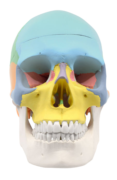 Didactic Human Adult Skull Anatomical Model, 3 Part - Color Coded