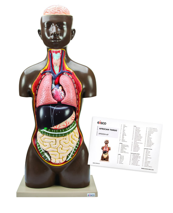 Human Torso Model, 8 Parts - African American - Life Size - Sexless