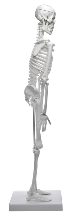 Human Skeleton Model, 18" - Miniature - With Stand