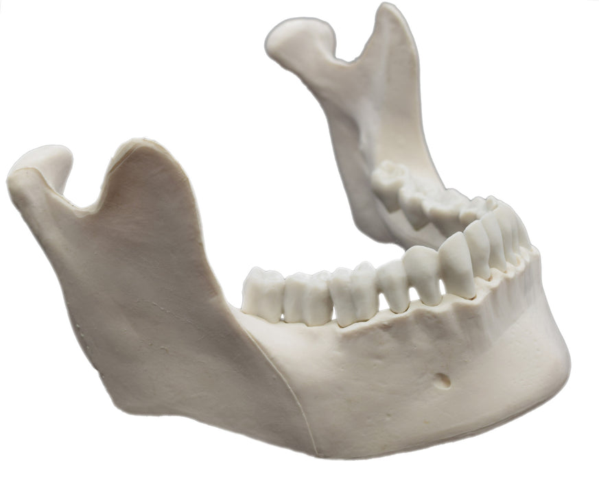 Mandible Bone Model - Anatomically Accurate, Detailed Human Bone Replica