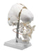 Beauchene Skull Model - 13 Parts - Life Size - HBARSCI