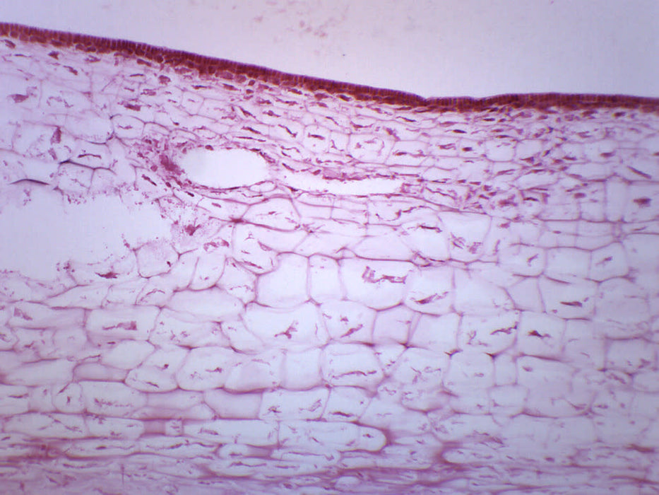 laminaria slide labeled