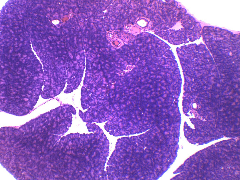 Pancreas, Tissue Section - Prepared Microscope Slide