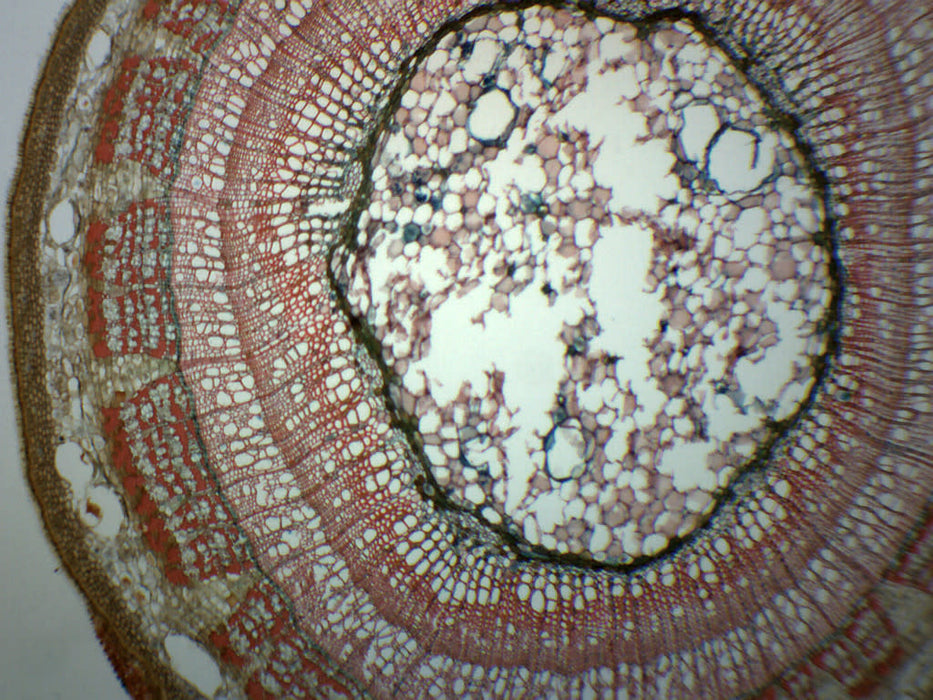 Tilia, 2 Year Old Stem - Cross Section - Prepared Microscope Slide - 75x25mm