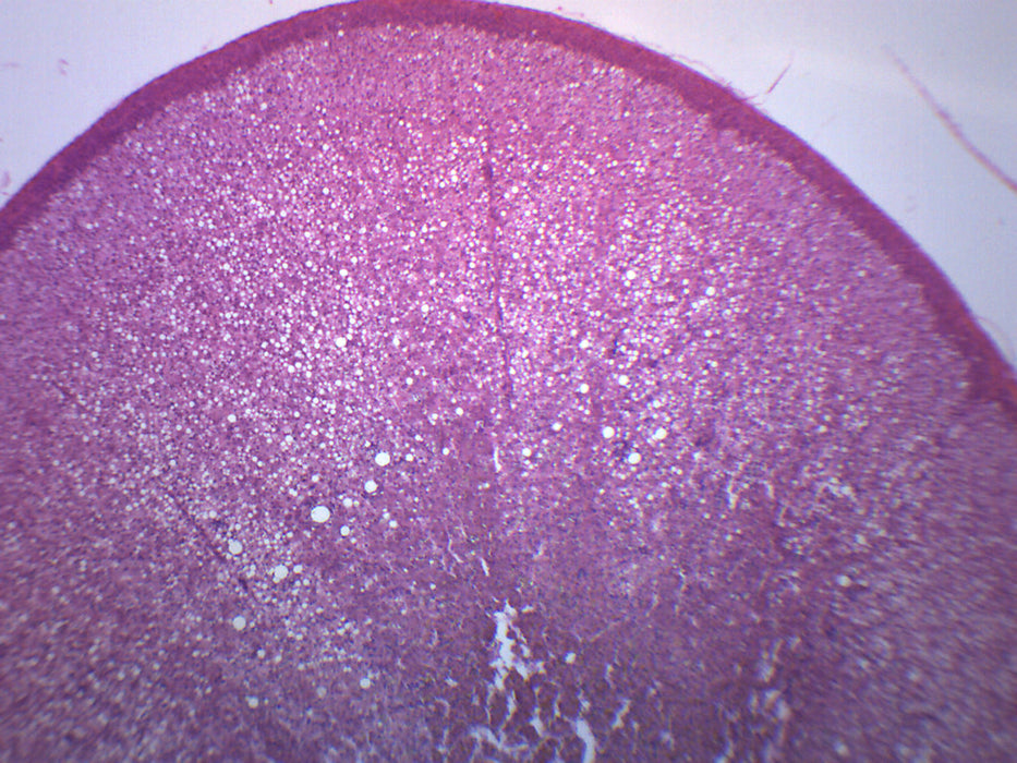 Adrenal Gland - Prepared Microscope Slide